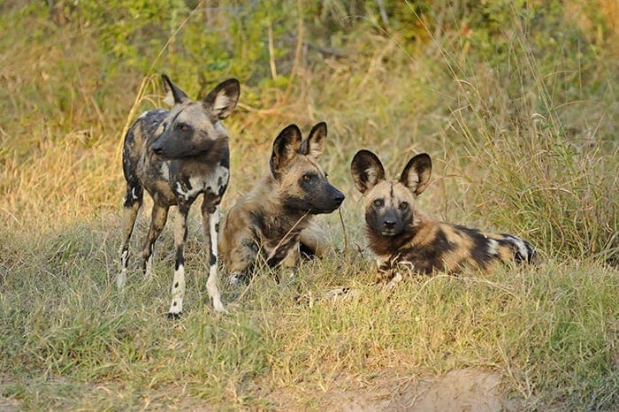 Lebala Camp - Wild dogs