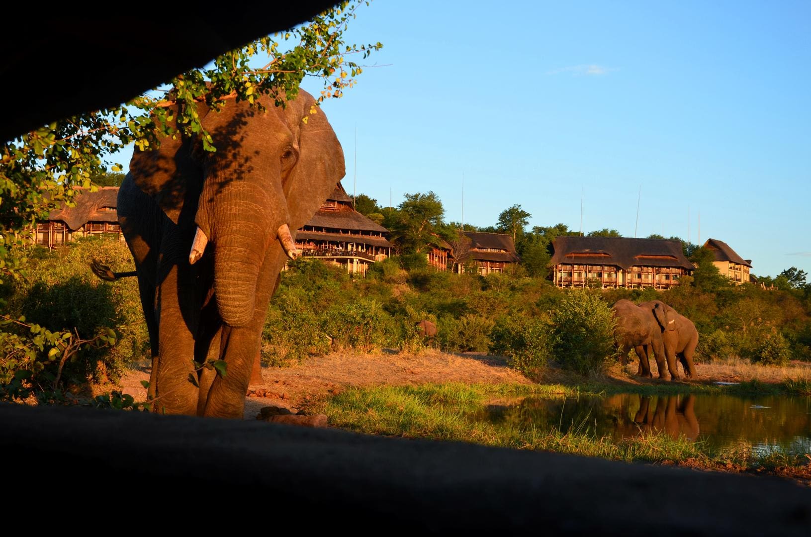 Up close with Elephants at Victoria Falls Safari Lodge, view from the Siduli Hide as the elephants push past the watering hole.